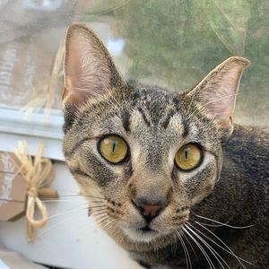 Meet your Posher, Thomas